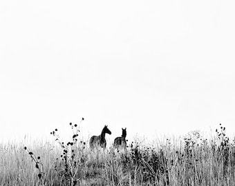 NEW!!! Horse Photograph - black and white horse photography - 8x10 nature horse photo, horse, landscape, Colorado