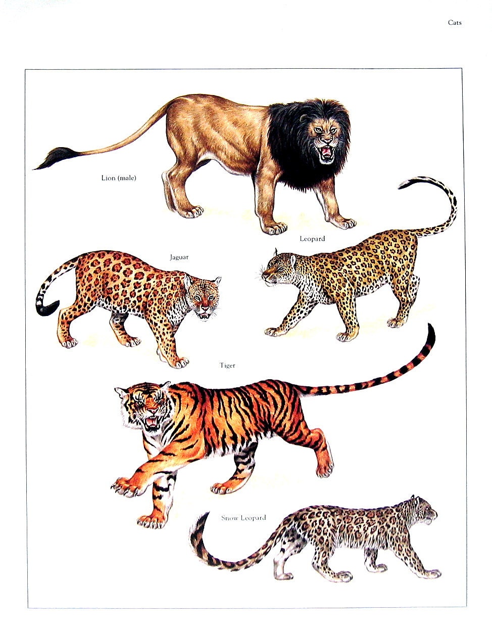 Wild Cats Print Lion Jaguar Leopard Tiger Snow Leapoard