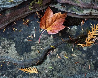 Maple and Slate - Canvas Wrap - Michigan Photography