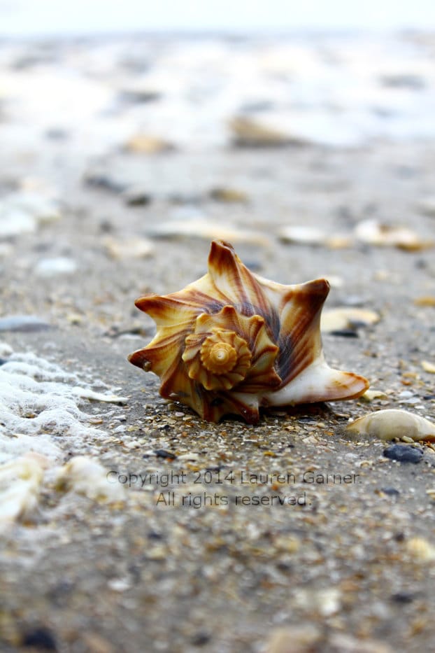 Botany Bay Shell Conch Whelk Welk Edisto Beach SC Carolina