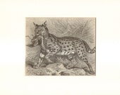 1892 Antique Matted Engraving of the Serval