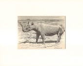 1896 Antique Matted Engraving of the White Rhinoceros or Square-lipped Rhinoceros