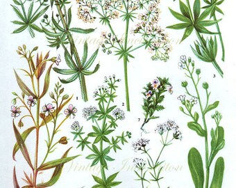 HERBS Vintage Botanical Print Antique plant by VintageInclination