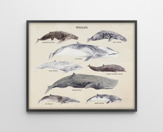 Whales Species Scientific Art Print Vintage by BySamantha