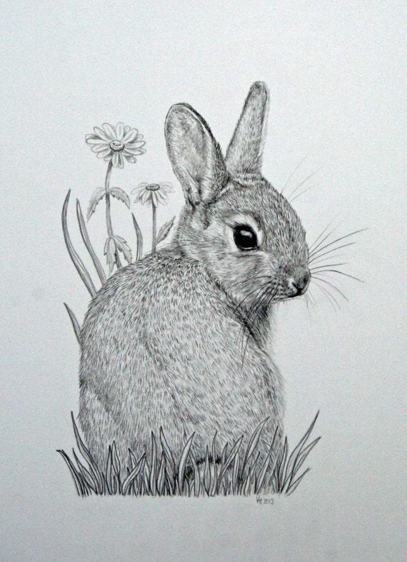 Original mounted pencil drawing of baby bunny rabbit with ...