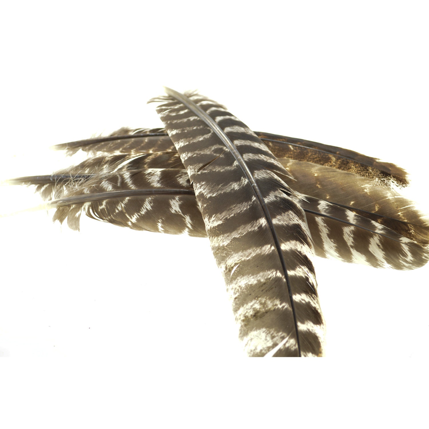 long-barred-turkey-wing-feathers-bag-of-10