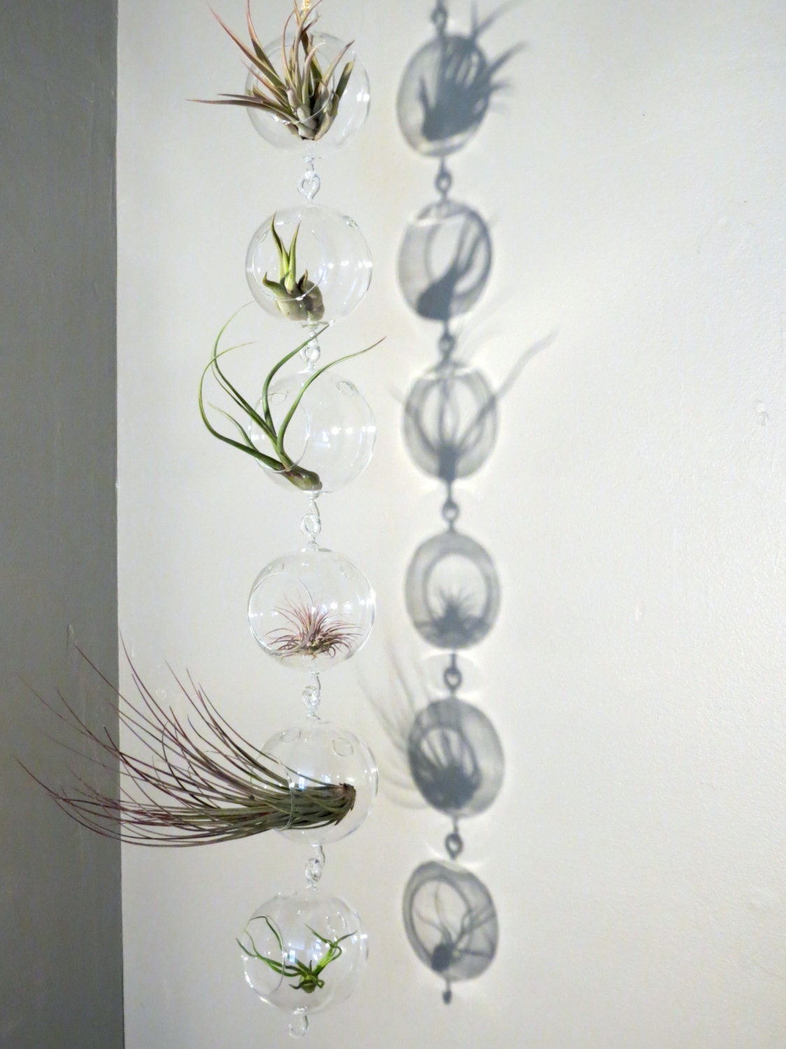 Hanging Air Plant Terrariums Set of 6 Double Hook Glass