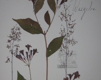 Herbarium framed with dried hydrangeas flowers