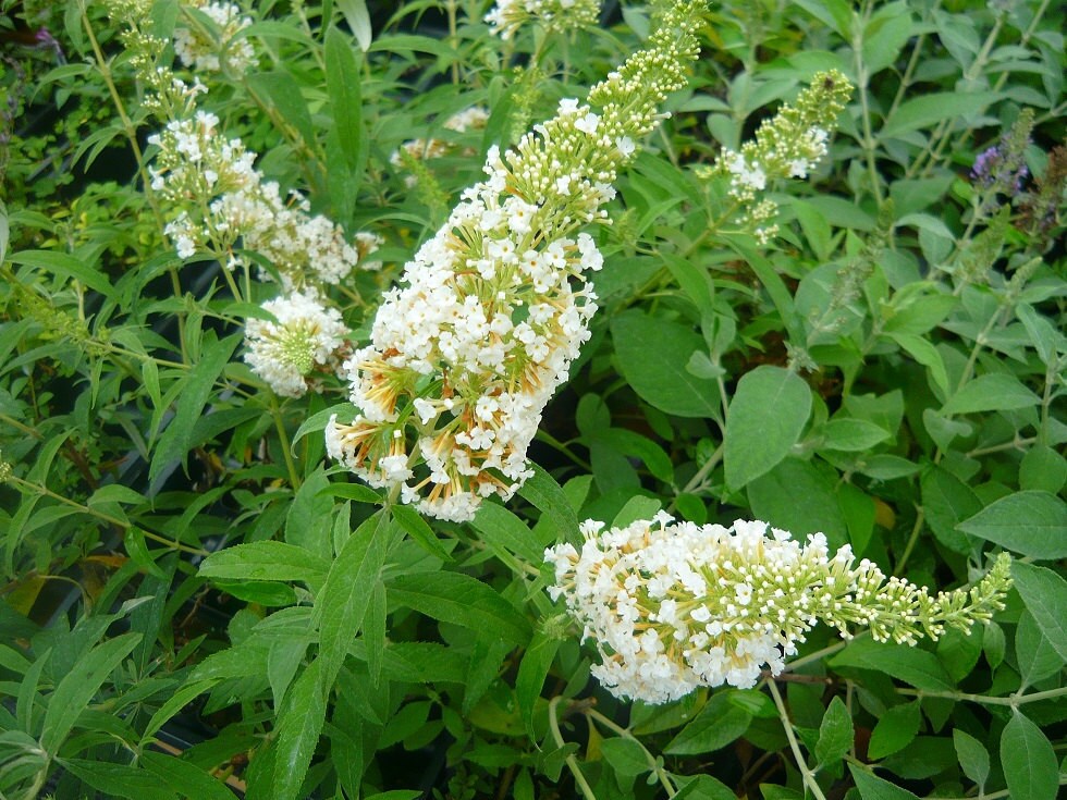White Profusion Butterfly Bush Buddleja Davidii Live plant.