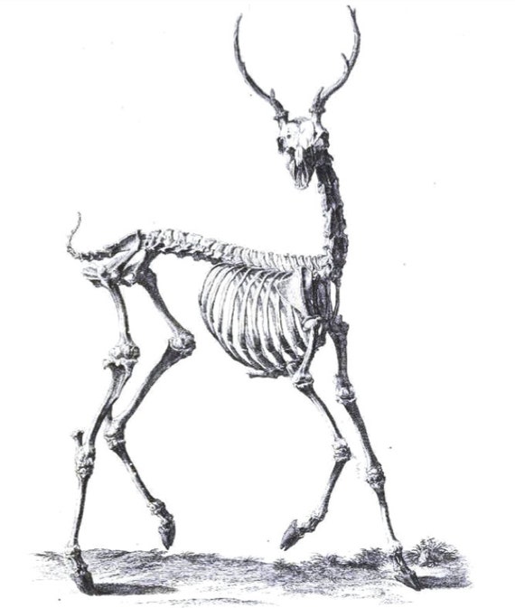 Deer Skeleton Temporary Tattoo Oh Deer