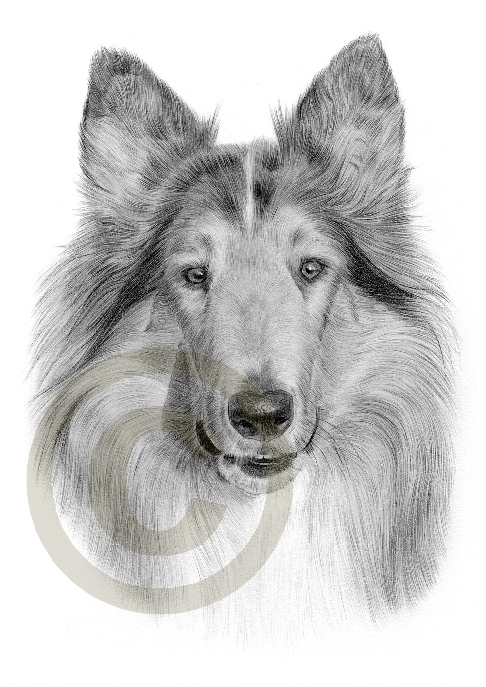 Dog Rough Collie pencil drawing print A4 size artwork