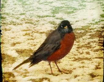 Red Beige Robin Photograph--Wrong Side of the Bed--Fine Art
