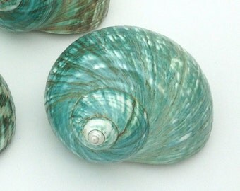 Beach Decor - Large Polished Jade Turbo Shell 3.5"-4" - natural coastal nautical shells sea shells sea shell seashells seashell