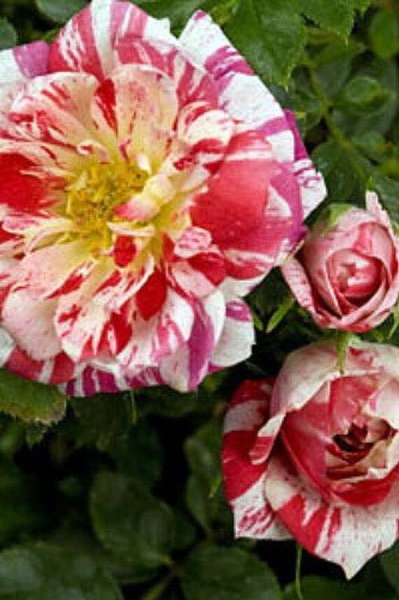 Star Ruby Micro Miniature Rose Bush by bulbsnblooms on Etsy