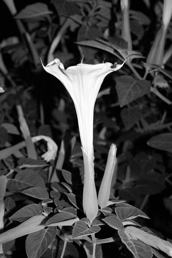 Moon Flower Black and White Flower Photography Floral