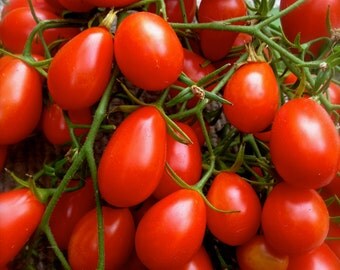 Red Grape Heirloom Tomato Riesenstraube Rare Seeds