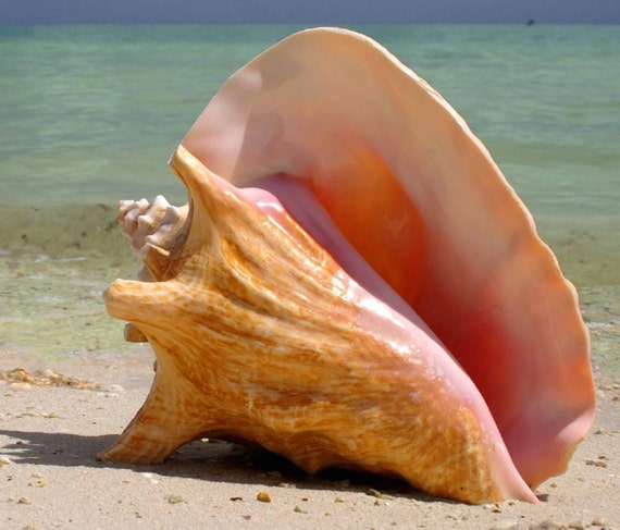 Conch Shell Decor