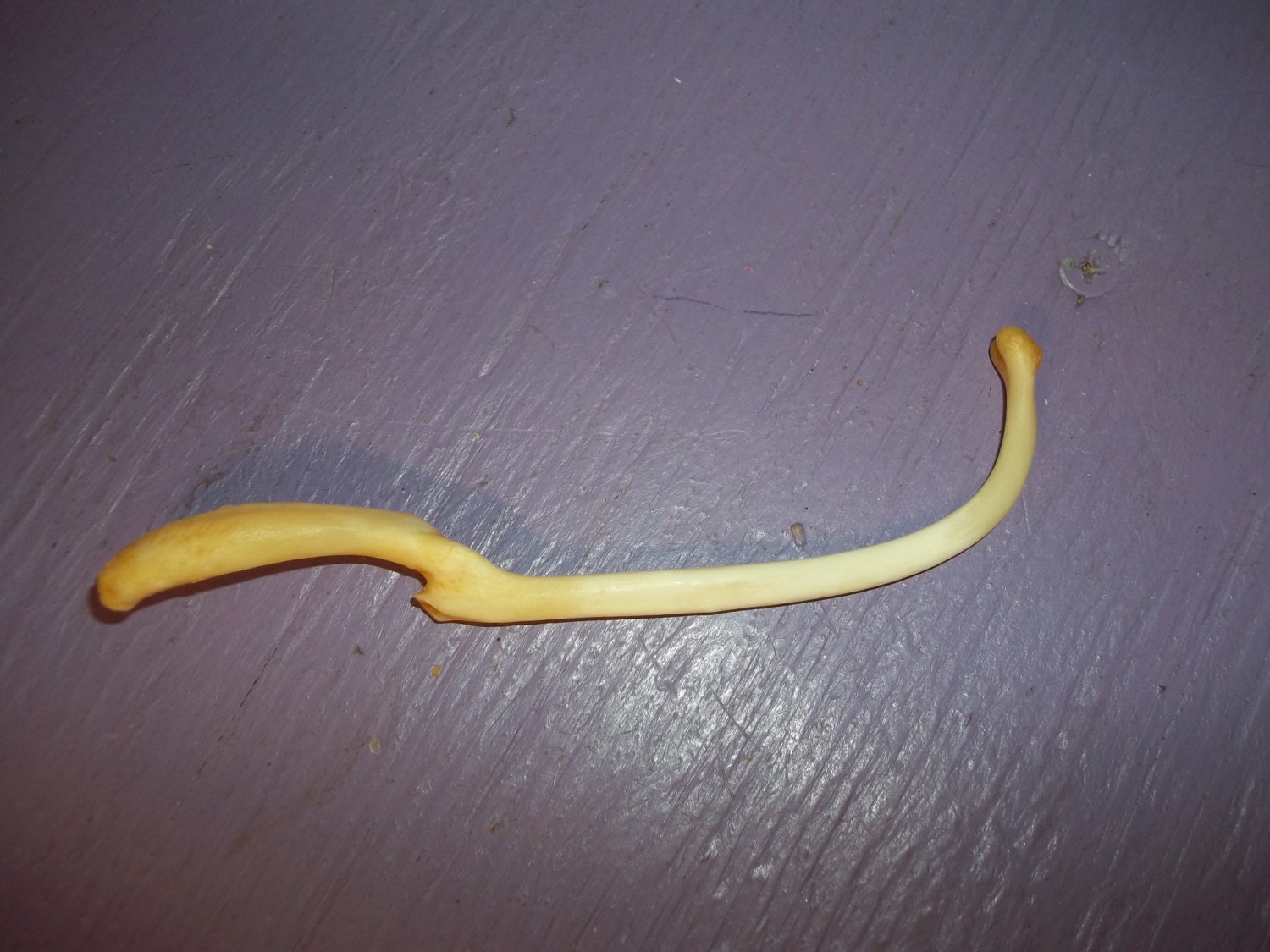 Real animal coon broke bone organ taxidermy weird craft supply