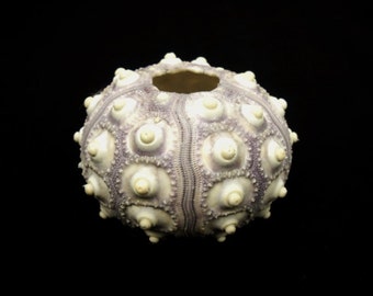 Multipack 1.5-2.5" Sputnik Sea Urchin shell natural color sea life ocean beach nautical Hawaii seashell decor gift