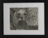 Items similar to Cute Seal Drawing in Charcoal- Free Shipping in U.S