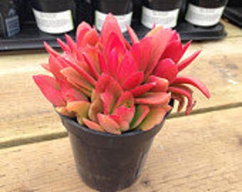 Succulent Plant. Campfire Plant. Fire red and orange Adds color accent to drought resistant landscape.