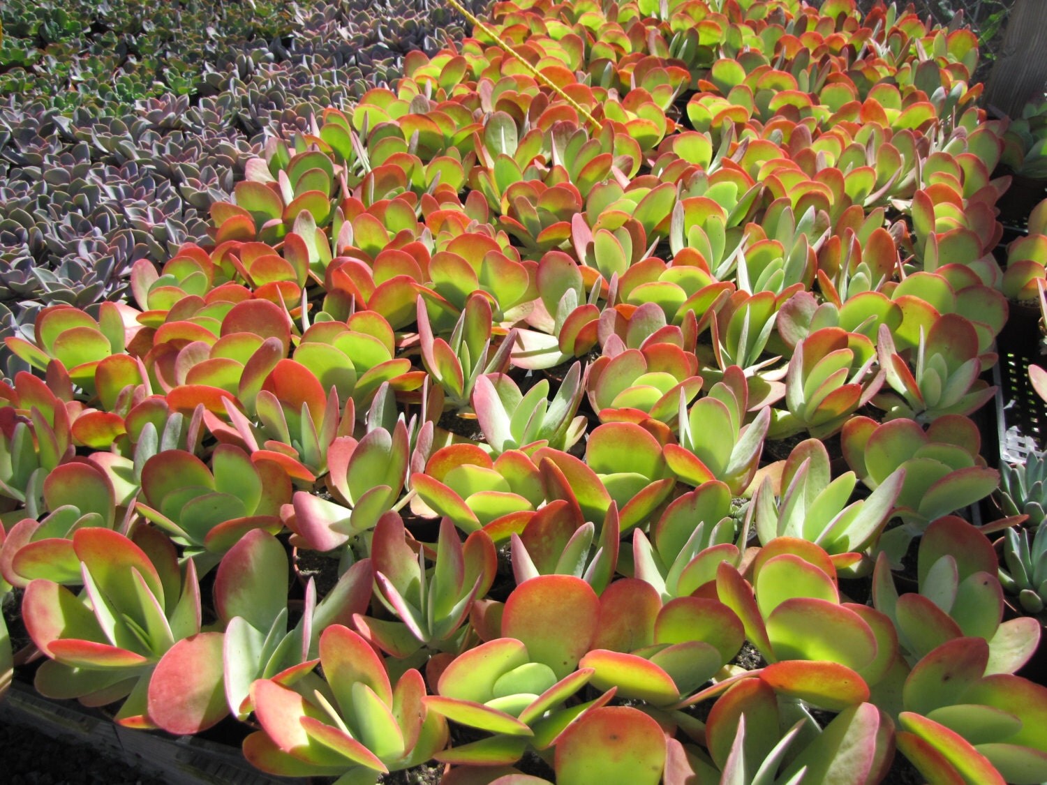 Succulent Plant. Flapjacks Succulent Plant. Large fan shaped