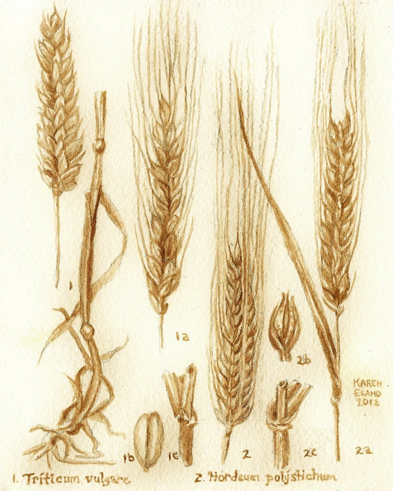 Barley and Wheat Botanical Drawing, painted using beer