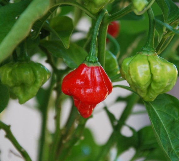 AJI DULCE #1 ,Pepper Seeds,Known As ajicitoo,aji gustoso,ají cachucha ...