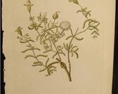 Rare Knorr Folio Antique Botanical Print Copper Plate Engraving Ice Plant 1760