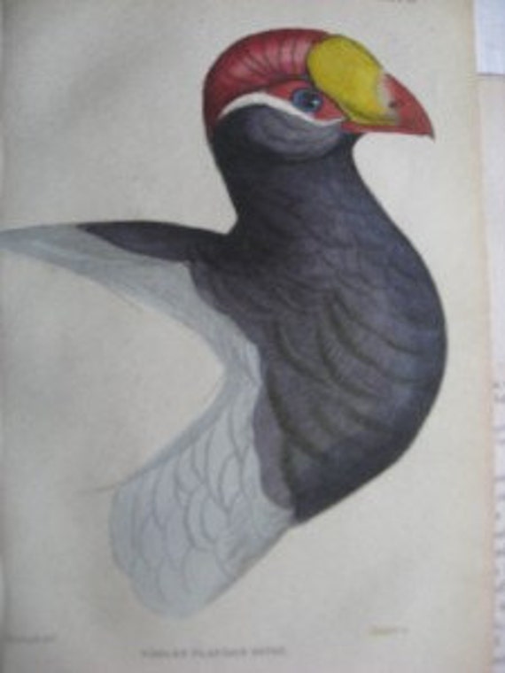 3 Jardine H/C Bird Prints 1833-44 Plates 19, 20, 21,