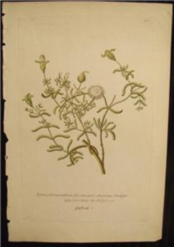 Rare Knorr Folio Antique Botanical Print Copper Plate Engraving Ice Plant 1760
