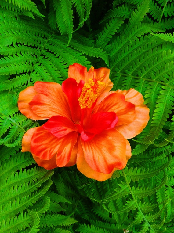 Items similar to ORANGE HIBISCUS, Hair Clip, Hawaiian ...