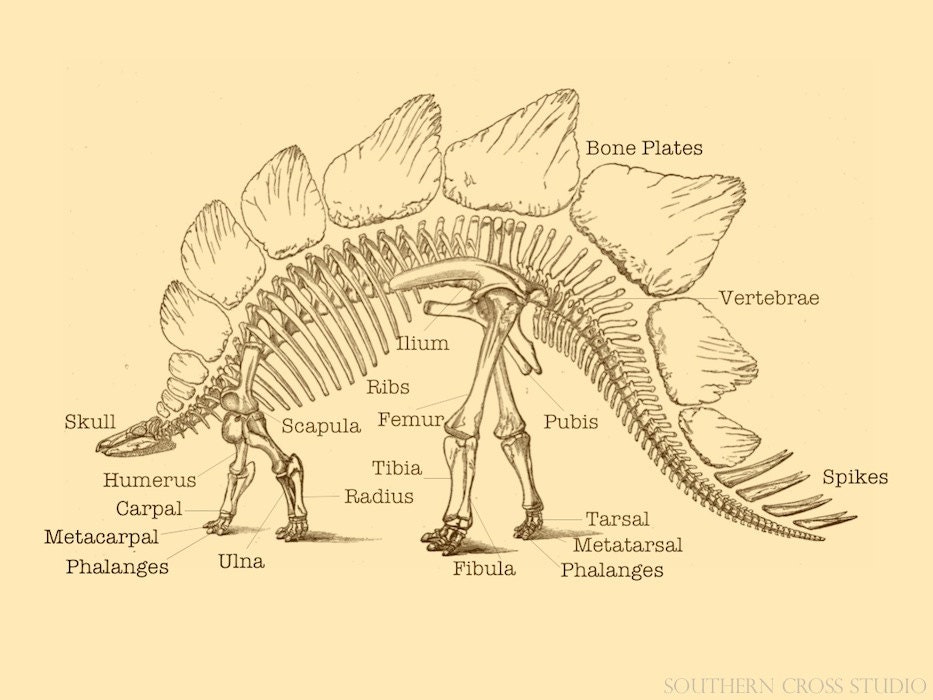 Stegosaurus fossil print dinosaur fossil nerd by FeatherAndIndigo