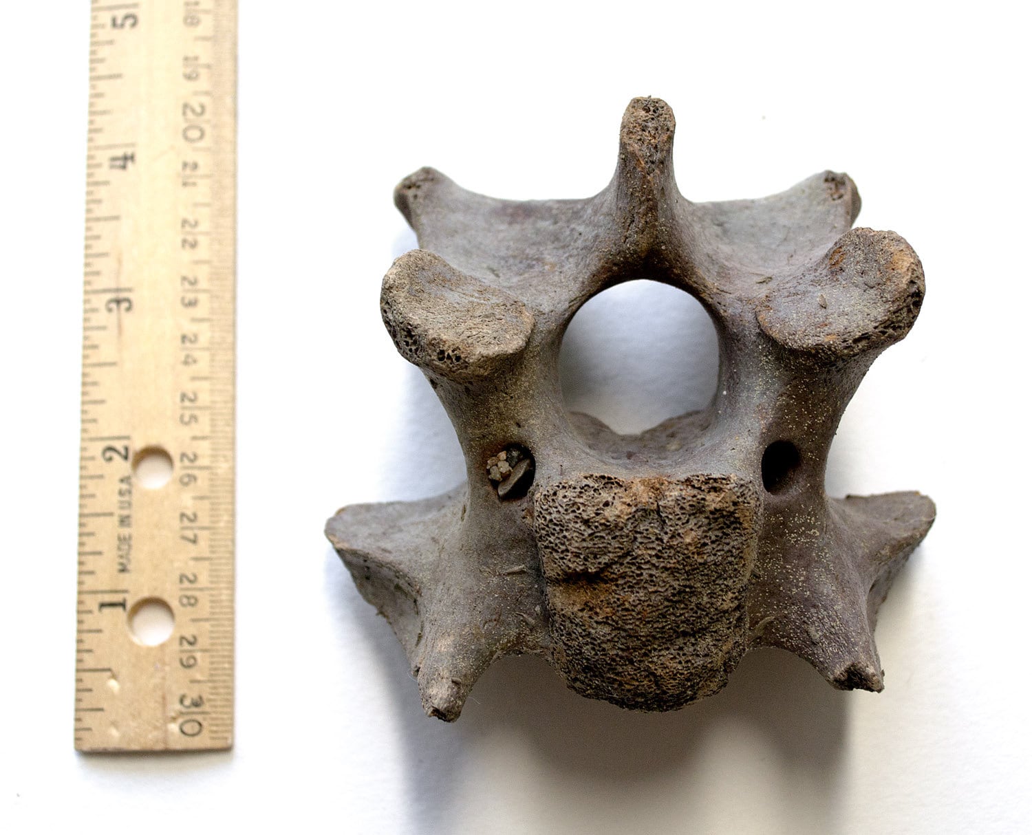 FOSSIL BISON BONE Vertebra Buffalo Skeleton by TheCoyoteWoman