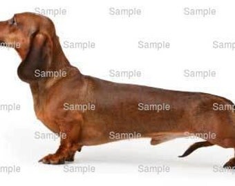 Dachshund Dog Birthday - Edible Cake and Cupcake Topper For Birthday's and Parties! - D6631