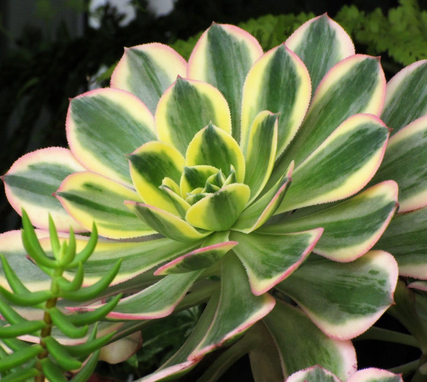 Aeonium Decorum 'Sunburst' Variegated Rosette by MabuhayGardens