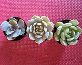 Succulent Plant Trio of Succulents