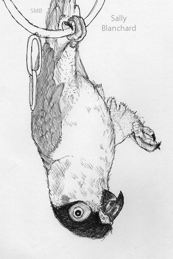 Sally Blanchard Original Black-headed Caique Playing Upside down Pen and Ink Drawing