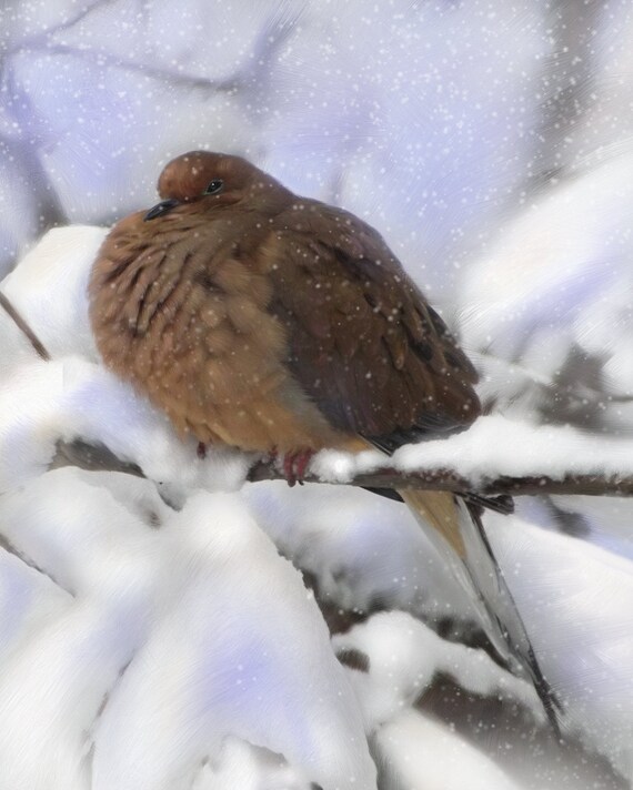 Dove Art Fluffy Peaceful Mourning Dove in Snow Bird Artwork Giclee print from original digital painting 8 x 10