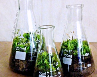 Science Beaker Terrarium Set / Industrial Decor / Flask Planters / Office Gift Set for Him