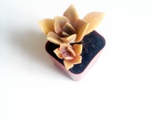 Graptoveria Fred Ives / Pink Trailing Rosette Succulent / In a 2" Pot