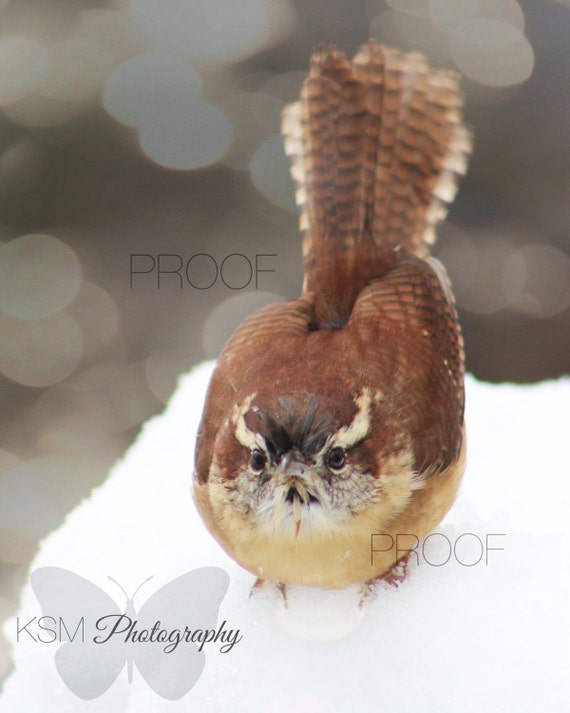 Photo Card "Winter Wonderland #2" on Premium Embossed Paper Snowy Bird Magical Cute Photography Feathers Fluffy Love Quote Gift Sweet Nature