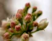 Spring Nature Photo, Macro Photography, Nature Photography, White Pink Green, Nursery Wall Art, Spring Home Decor, Nebraska, Tree Flower