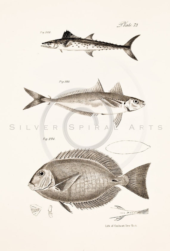 Vintage Fish Printable Aquatic Illustration 1800's Antique