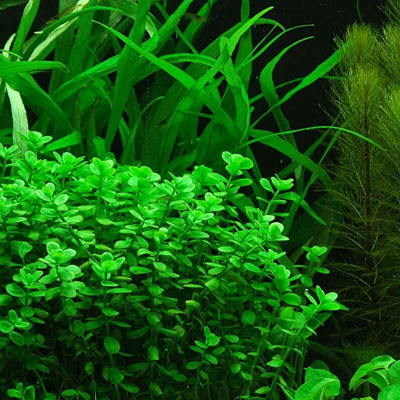 Moneyworth Bacopa Monnieri Beginner Fresh Water