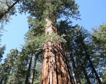 Sequoiadendron Giganteum - 30 Seeds - Giant Sequoia Redwood