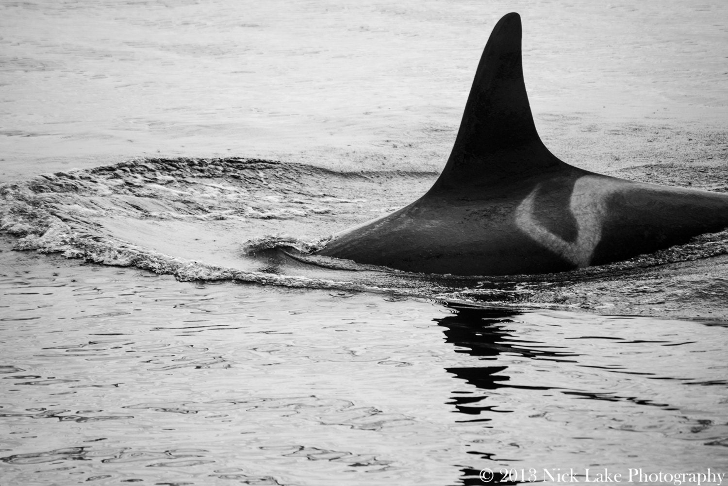 Orca Black and White Photo Fine Art Print Black and White