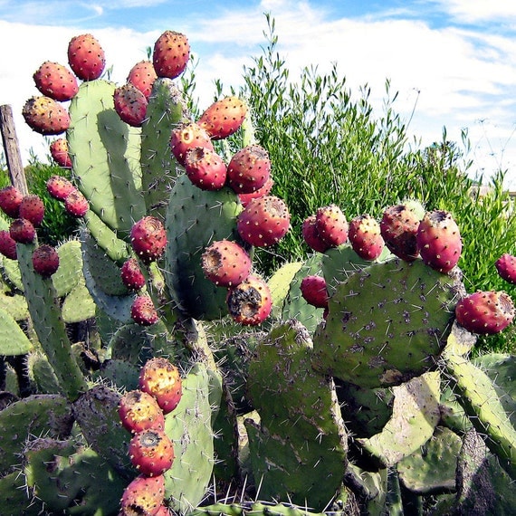 Opuntia ficus-indica Indian Fig Cactus 20 seeds