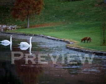The Fox and the Swan