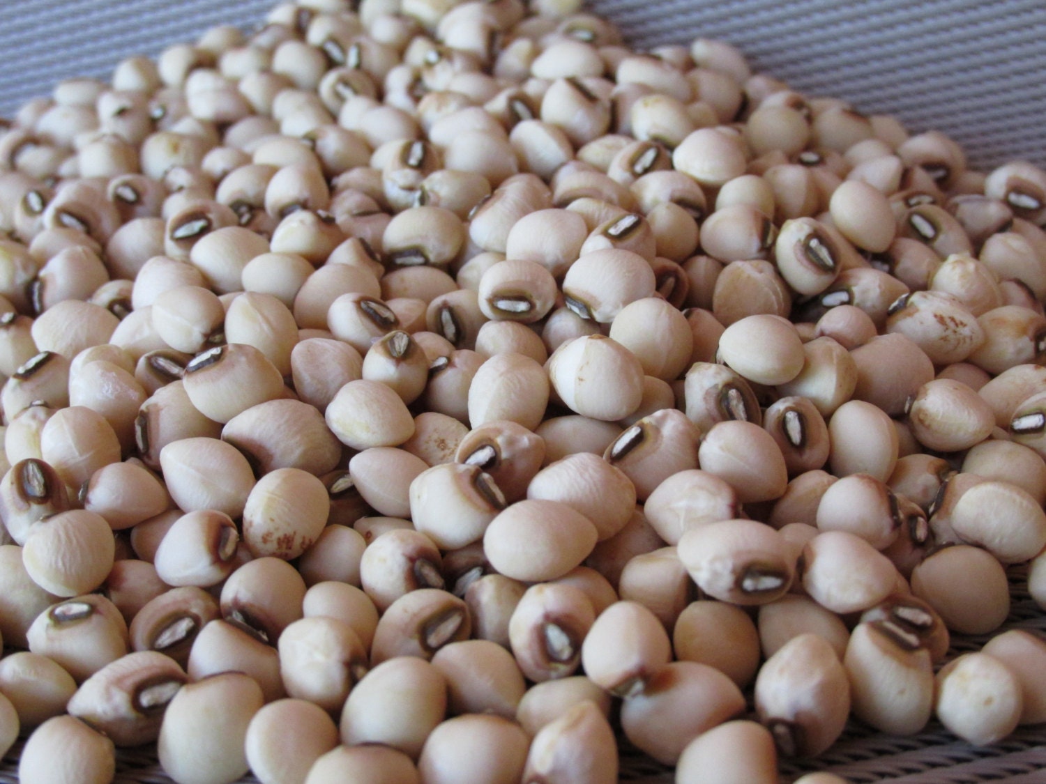 TENNESSEE WHITE CROWDER pea seeds pkt 100 by SwanMillNursery